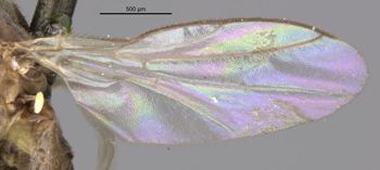 Media type: image;   Entomology 13355 Aspect: Wing, front